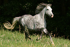 Irish Sport Horse