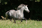 Irish Sport Horse