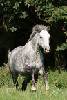 Irish Sport Horse
