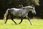 Irish Sport Horse