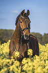 Irish Sport Horse