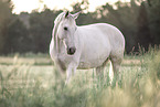 Irish Sport Horse
