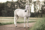Irish Sport Horse