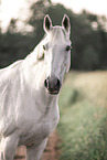 Irish Sport Horse