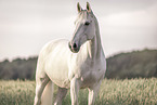 Irish Sport Horse