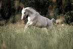 Irish Sport Horse