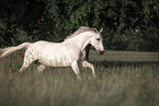 Irish Sport Horse