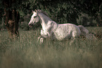 Irish Sport Horse