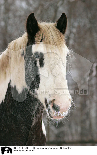 Irish Tinker Portrait / Irish Tinker Portrait / RR-01205