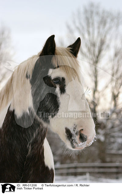 Irish Tinker Portrait / RR-01206