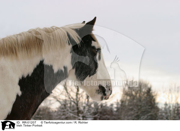Irish Tinker Portrait / Irish Tinker Portrait / RR-01207