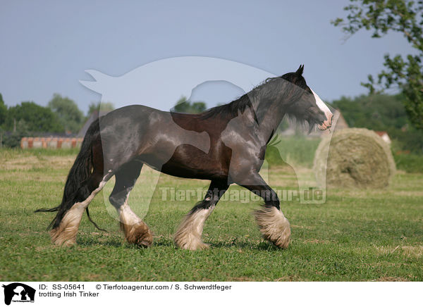 trabender Irish Tinker / trotting Irish Tinker / SS-05641