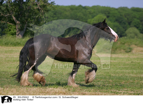 trabender Irish Tinker / trotting Irish Tinker / SS-05642