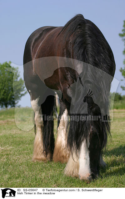 Irish Tinker auf der Weide / Irish Tinker in the meadow / SS-05647