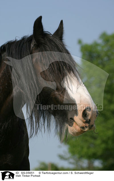 Irish Tinker Portrait / SS-05651