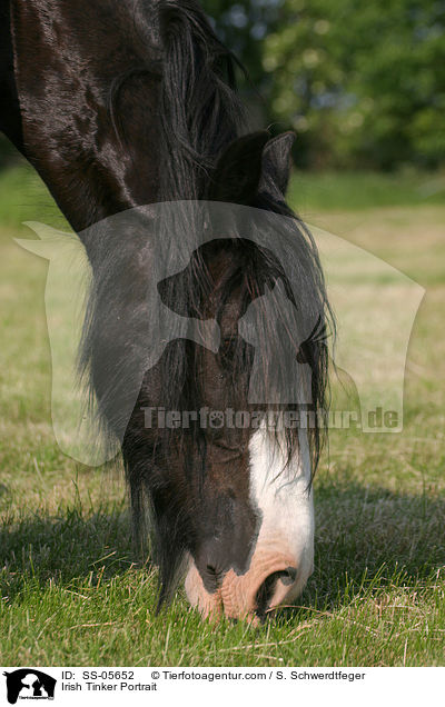 Irish Tinker Portrait / SS-05652