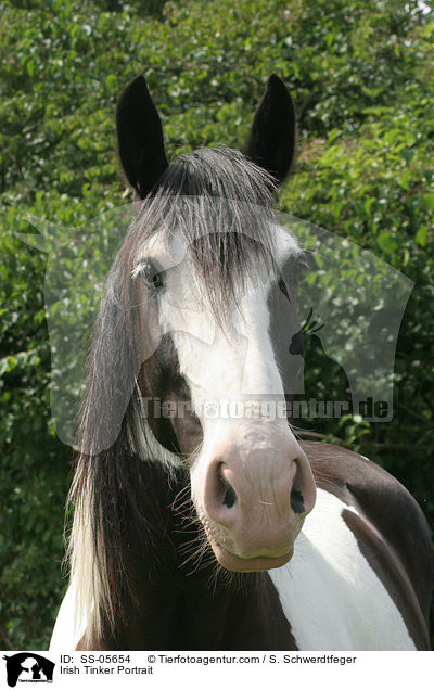 Irish Tinker Portrait / Irish Tinker Portrait / SS-05654