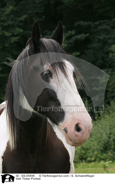 Irish Tinker Portrait / SS-05656