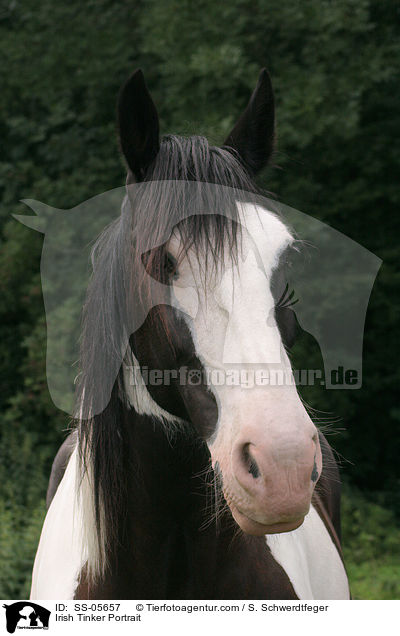 Irish Tinker Portrait / Irish Tinker Portrait / SS-05657