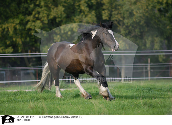 Irish Tinker / AP-01114
