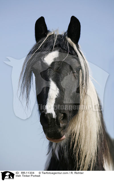 Irish Tinker Portrait / RR-11304