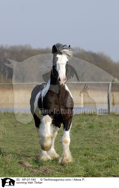 running Irish Tinker / AP-01180