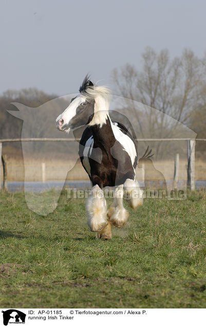 running Irish Tinker / AP-01185
