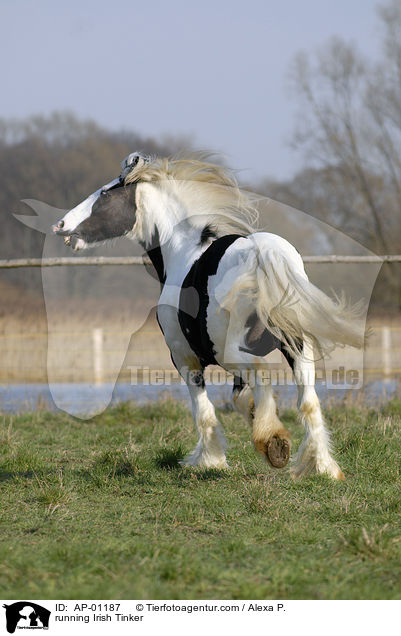 running Irish Tinker / AP-01187
