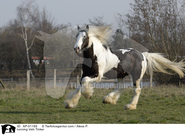 running Irish Tinker / AP-01189