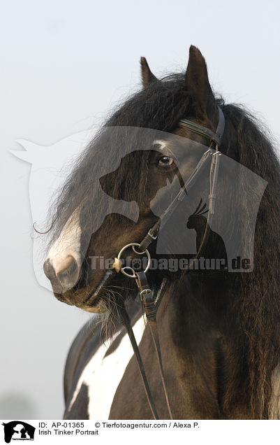 Irish Tinker Portrait / AP-01365