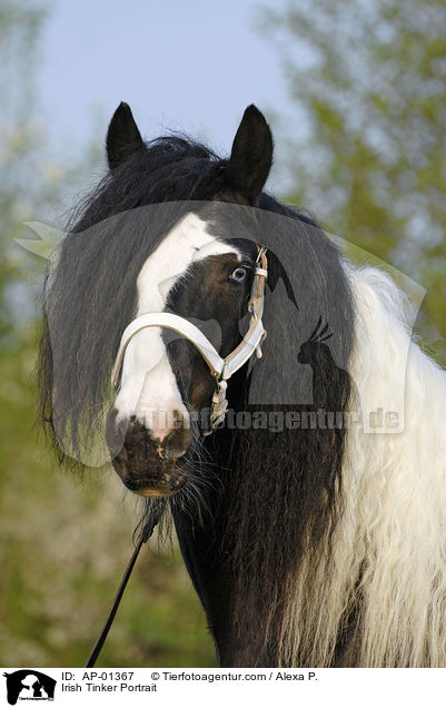 Irish Tinker Portrait / AP-01367
