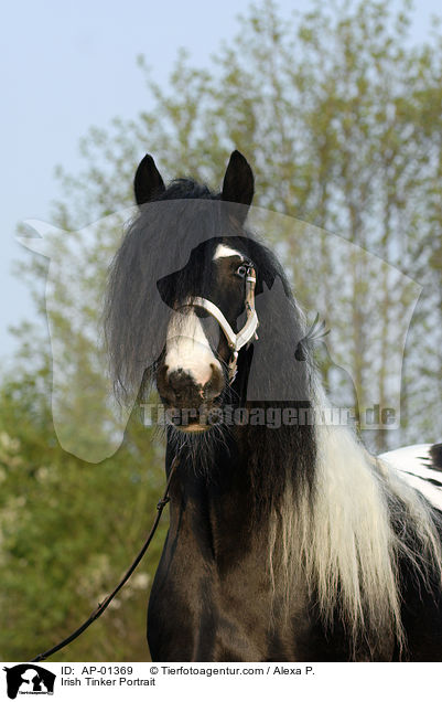 Irish Tinker Portrait / AP-01369