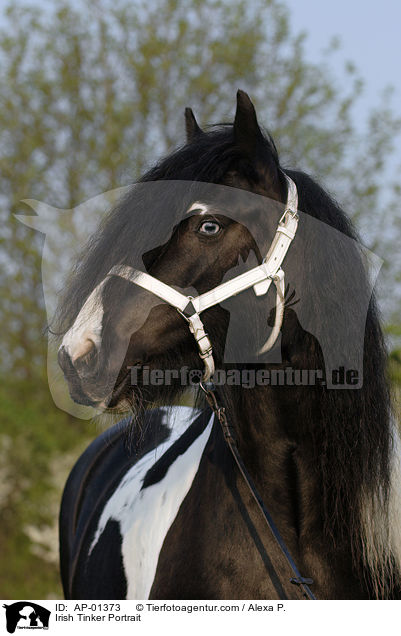 Irish Tinker Portrait / AP-01373