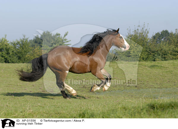 running Irish Tinker / AP-01556