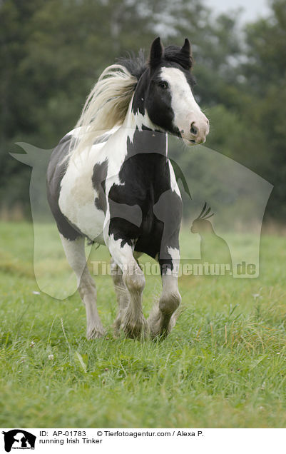 running Irish Tinker / AP-01783