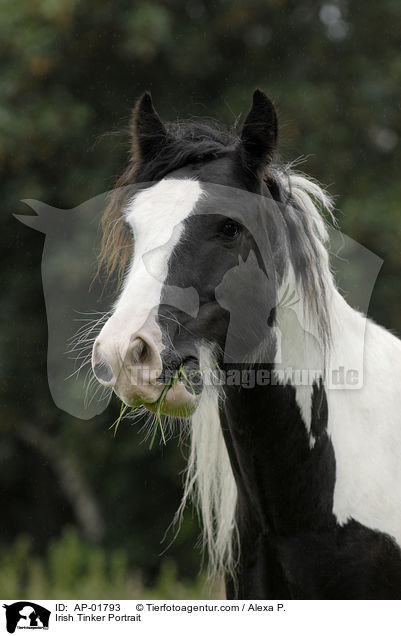 Irish Tinker Portrait / AP-01793