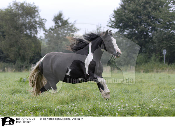 Irish Tinker / AP-01798