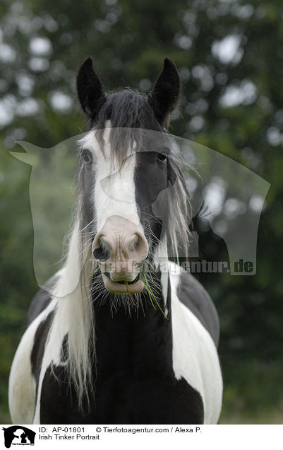Irish Tinker Portrait / AP-01801