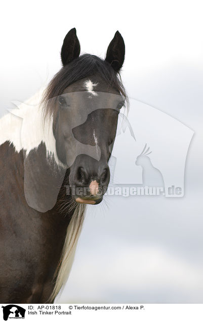 Irish Tinker Portrait / AP-01818