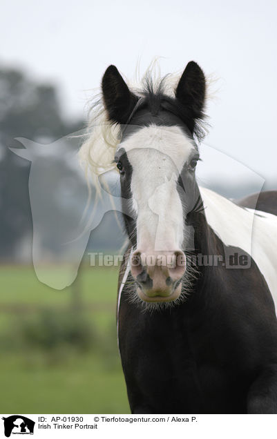 Irish Tinker Portrait / AP-01930