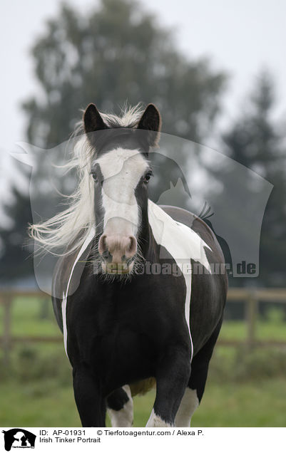 Irish Tinker Portrait / AP-01931