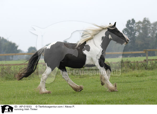 running Irish Tinker / AP-01933