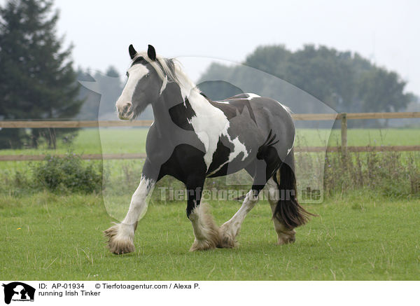 running Irish Tinker / AP-01934