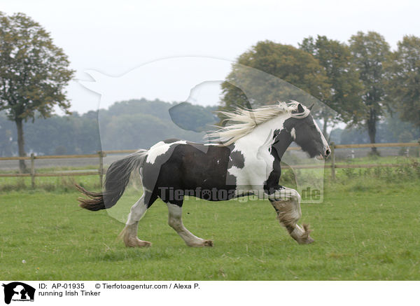 running Irish Tinker / AP-01935