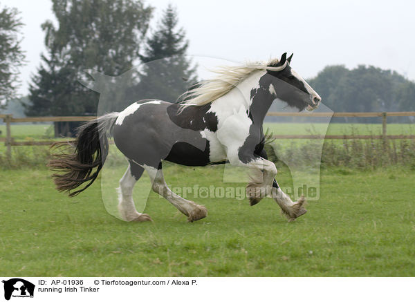 running Irish Tinker / AP-01936