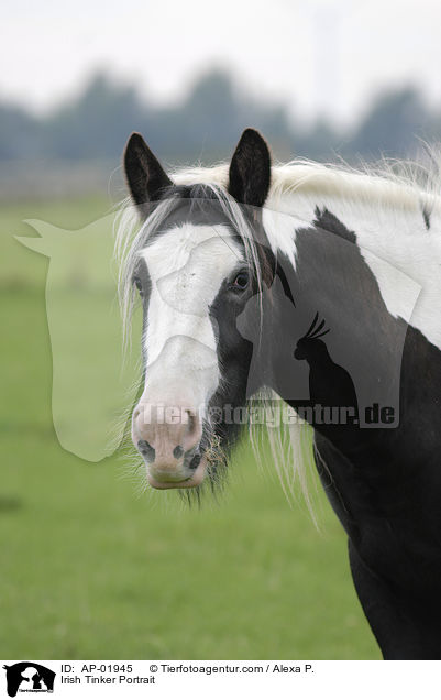 Irish Tinker Portrait / AP-01945