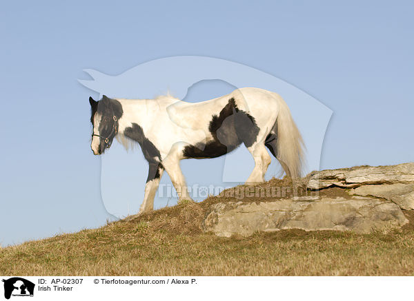 Irish Tinker / AP-02307