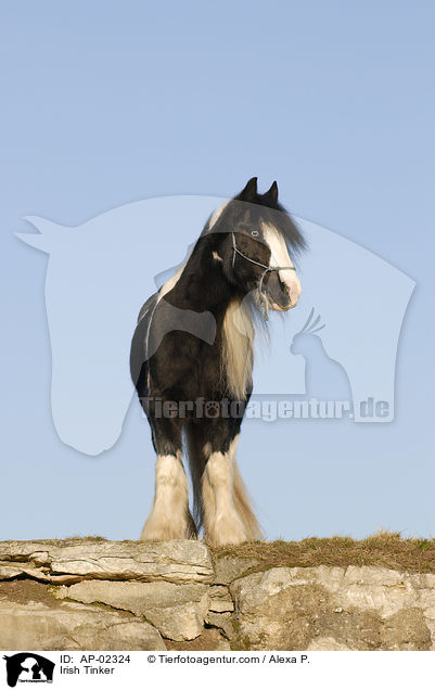 Irish Tinker / AP-02324