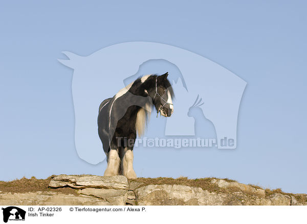 Irish Tinker / AP-02326