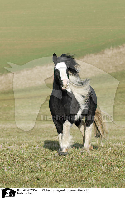 Irish Tinker / AP-02359